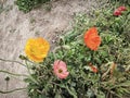 colorful papaver nudicaule flower at meadow Royalty Free Stock Photo