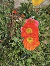 colorful papaver nudicaule flower at meadow Royalty Free Stock Photo