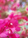 Colorful PAPER FLOWER, bougainvillea white in pink leaves, shiny flowers under morning sunlight