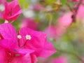 Colorful PAPER FLOWER, bougainvillea white in pink leaves, shiny flowers under morning sunlight