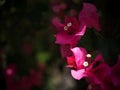 Colorful PAPER FLOWER, bougainvillea white in pink leaves, shiny flowers under morning sunlight