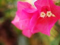 Colorful PAPER FLOWER, bougainvillea white in pink leaves, shiny flowers under morning sunlight