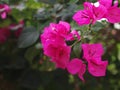 Colorful PAPER FLOWER, bougainvillea white in pink leaves, shiny flowers under morning sunlight