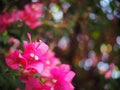 Colorful PAPER FLOWER, bougainvillea white in pink leaves, shiny flowers under morning sunlight