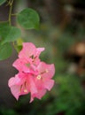 Colorful PAPER FLOWER, bougainvillea white in pink leaves, shiny flowers under morning sunlight