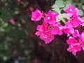 Colorful PAPER FLOWER, bougainvillea white in pink leaves, shiny flowers under morning sunlight