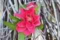 Paper flowers on wall. Handmade artificial floral decoration Royalty Free Stock Photo