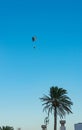 colorful paraglider flies over the palm trees of the sea coast with blue sky Royalty Free Stock Photo