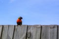 Colorful parakeet bird and pale bright sky