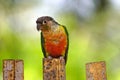 Colorful Parakeet found in the bird park zoo Royalty Free Stock Photo