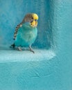 Colorful parakeet Royalty Free Stock Photo