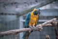 Colorful parakeet perched on tree branch