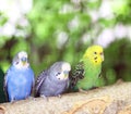 Colorful parakeet resting on tree