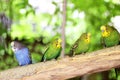 Colorful parakeet resting on tree