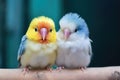 colorful parakeet siblings squawking in harmony