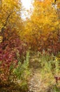 Colorful Park trail in autumn