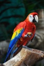 Colorful Parrot Royalty Free Stock Photo