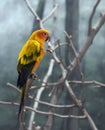 Colorful Parrot Royalty Free Stock Photo