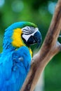 Colorful parrot Royalty Free Stock Photo