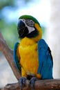 Colorful parrot Royalty Free Stock Photo
