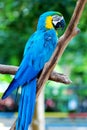 Colorful parrot