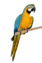 Colorful parrot