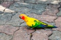 Beautiful Sun Conure bird,Bird parrot,Colorful yellow parrot. Royalty Free Stock Photo