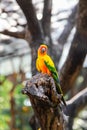 Beautiful Sun Conure bird,Bird parrot,Colorful yellow parrot. Royalty Free Stock Photo