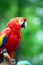 Colorful parrot