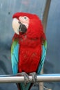 COLORFUL PARROT