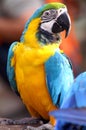 Colorful parrot