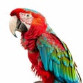 A colorful parrot with an array of feathers in red, blue, and green, perched with an inquisitive