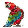 A colorful parrot with an array of feathers in red, blue, and green, perched with an inquisitive