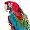 A colorful parrot with an array of feathers in red, blue, and green, perched with an inquisitive