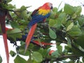 A colorful parrot on the beach Esterillos, Parrita, Costa Rica