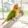 Colorful parrot bird sitting on the perch Royalty Free Stock Photo