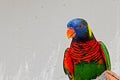 Colorful Parrot at Butterfly World Royalty Free Stock Photo