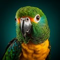 Vibrant Parrot Head Shot On Blue Background - Unique Studio Photography