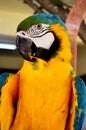 Colorful parrot closeup shot Royalty Free Stock Photo