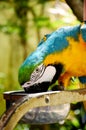 Colorful parrot closeup shot Royalty Free Stock Photo