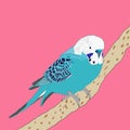 Colorful parrot. Cute bird in artistic style