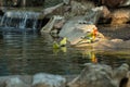 Colorful parrot drinking water on the edge of a stream