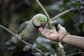 Colorful parrot eating from an Indian woman`s hand in Mysore, India