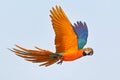 Colorful parrot flying in the sky. Royalty Free Stock Photo