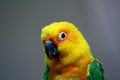 Colorful parrot had with grey background Royalty Free Stock Photo