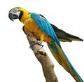 Colorful parrot isolated