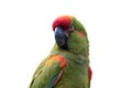 Colorful parrot isolated on white Royalty Free Stock Photo