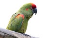 Colorful parrot isolated on white Royalty Free Stock Photo