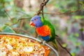 Colorful Parrot in Loro Park, Tenerife Royalty Free Stock Photo