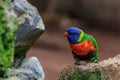 Colorful parrot in Loro Park in Tenerife, Spain Royalty Free Stock Photo